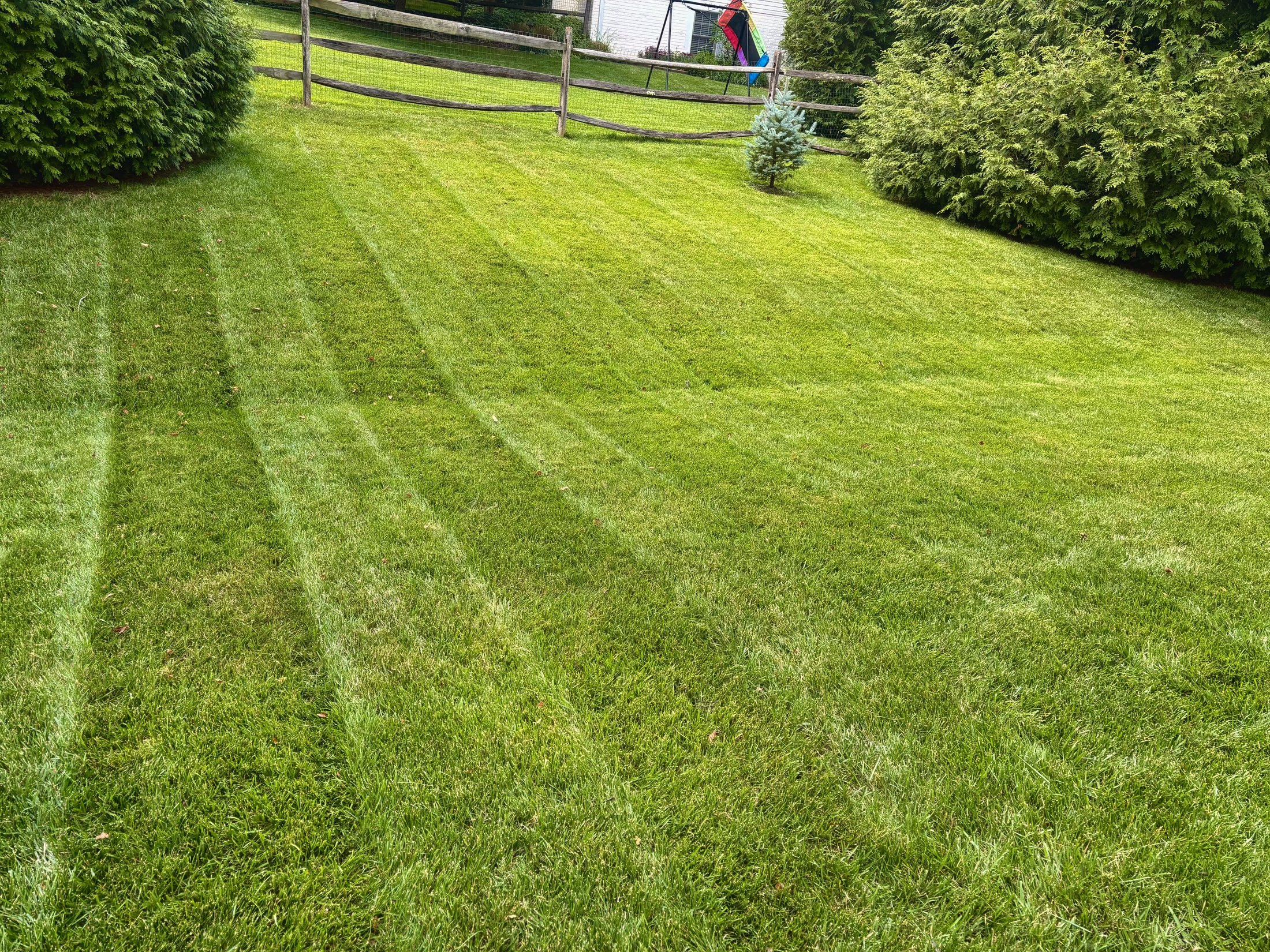 Freshly striped lawn bordered by tall shrubs and a fence